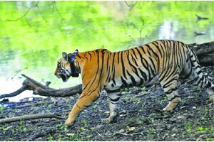 मेळघाट, पेंच, ताडोबातील वाघ सतत भटकंतीवर
