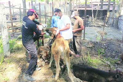 भूकंपग्रस्त प्राण्यांना प्राणीमित्रांची मदत भूकंपग्रस्त प्राण्यांना प्राणीमित्रांची मदत