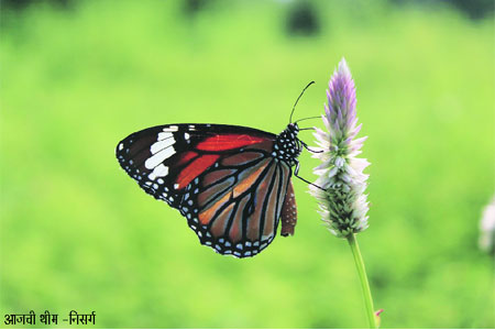 क्लिक – घेई छंद मकरंद..