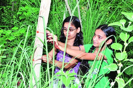 जन्मल्या मुली, लागली झाडं