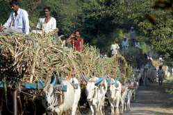 …जेव्हा सापामुळे उसाचा मळा पेटतो