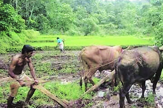 शेतकऱ्यांवर दुबार पेरणीचे संकट शेतकऱ्यांवर दुबार पेरणीचे संकट