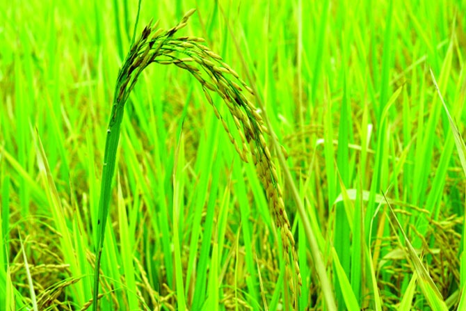 भात व नागली पिकांकरिता विमा योजना