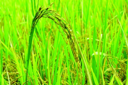भात व नागली पिकांकरिता विमा योजना
