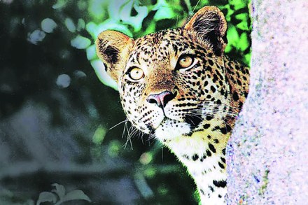 ‘ळ्या’ की ‘टय़ा’?