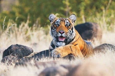 ‘त्या’ वाघिणीच्या नशिबी कायमचा बंदिवास!