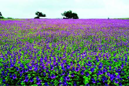 ट्रेक डायरी ट्रेक डायरी