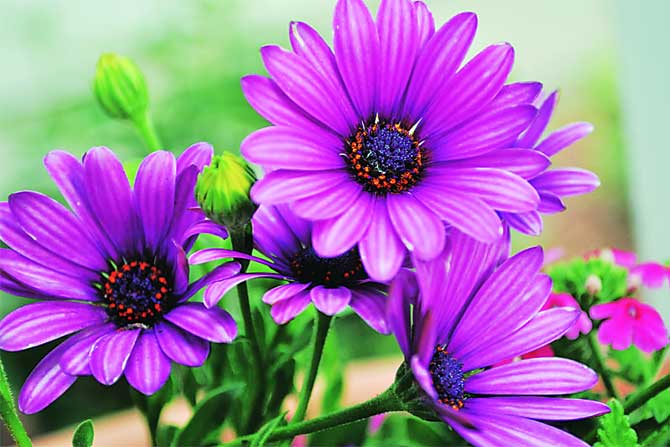 शहर शेती :दोन घडीचा डाव शहर शेती :दोन घडीचा डाव