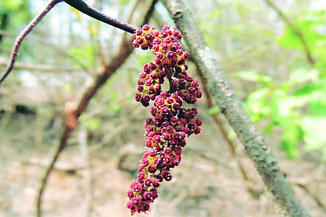येऊरमधील हिरवी नवलाई : रानटी वनस्पती