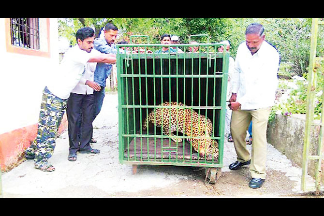 बिबटय़ाच्या हल्ल्याचा फटका बसलेल्या गावकऱ्यांसाठी तज्ज्ञ समितीचे उपाय बिबटय़ाच्या हल्ल्याचा फटका बसलेल्या गावकऱ्यांसाठी तज्ज्ञ समितीचे उपाय