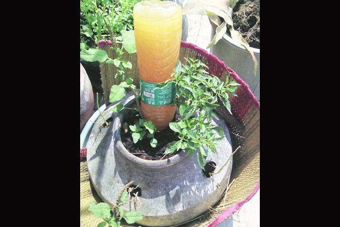 गच्चीवरची बाग : ‘किचन वेस्ट’ची किमया गच्चीवरची बाग : ‘किचन वेस्ट’ची किमया