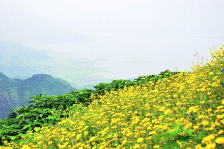 सह्य़ाद्रीचा पुष्पोत्सव सह्य़ाद्रीचा पुष्पोत्सव