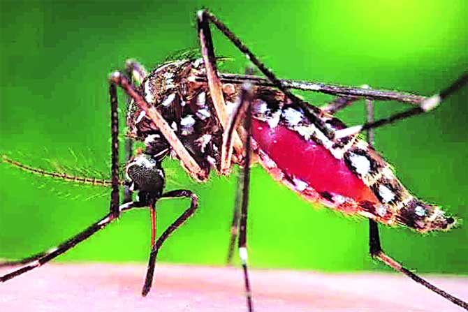 महाडमध्ये डेंग्यूची दहशत