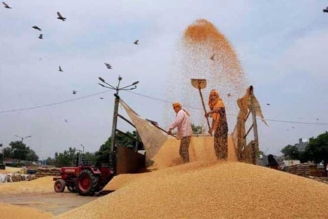 गव्हाची जनुकीय संकेतावली उलगडणार गव्हाची जनुकीय संकेतावली उलगडणार