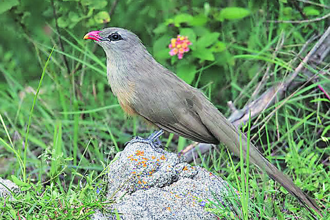 मुंगश्या मुंगश्या