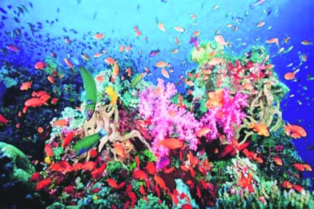 सागरी जलसृष्टीतील ४९ टक्के प्राणी, वनस्पती नष्ट