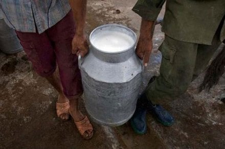 वितरणाच्या पातळीवरच दूधभेसळ! ‘एफडीए’चा दावा;