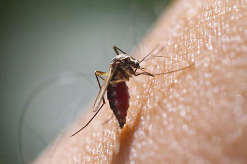 dengue lining, police station, premises, pune, health department dengue lining, police station, premises, pune, health department