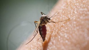 dengue lining, police station, premises, pune, health department