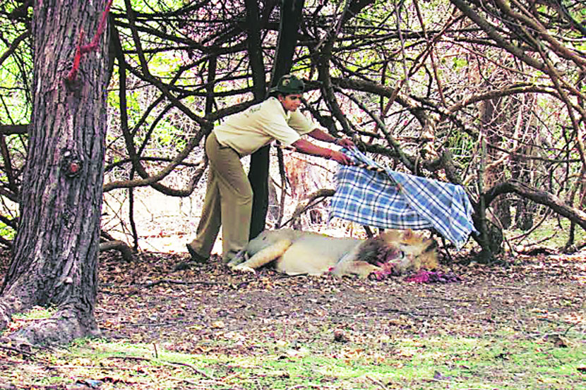 सिंहाशी मैत्री करणाऱ्या जिगरबाज महिला