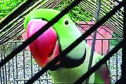‘तो’ पोपट १५ दिवसांपासून वन कोठडीतच ‘तो’ पोपट १५ दिवसांपासून वन कोठडीतच