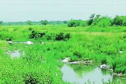 थर्माकोलच्या मखरांमुळे खाडय़ांमध्ये प्रदूषण