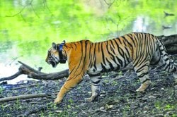ताडोबा-अंधारी व्याघ्र प्रकल्प पर्यटकांसाठी आजपासून खुला