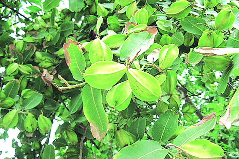 शहर शेती : गणपतीची पत्री व तिचे औषधी उपयोग