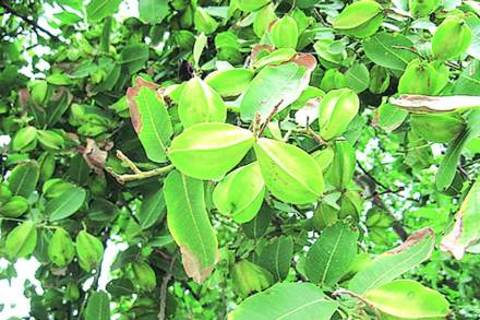 शहर शेती : गणपतीची पत्री व तिचे औषधी उपयोग