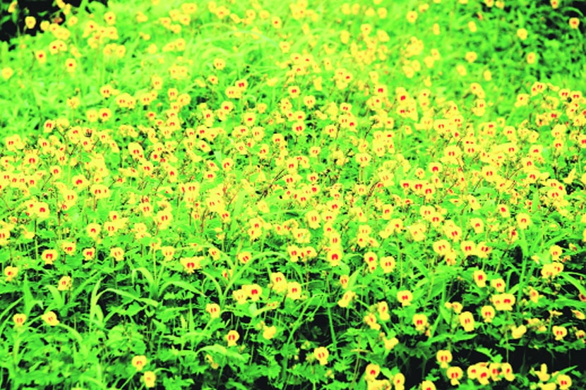 गवतफुला!