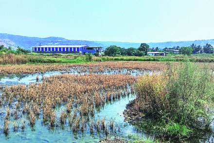 समुद्राला आलेल्या मोठय़ा उधाणामुळे शेतीच्या संरक्षणासाठी येथे बांधलेले बांध फुटले असून त्यामुळे बेलोंडाखार व मोठी जुईमधील पंधराशे एकर जमिनीत खारे पाणी घुसले आहे. समुद्राला आलेल्या मोठय़ा उधाणामुळे शेतीच्या संरक्षणासाठी येथे बांधलेले बांध फुटले असून त्यामुळे बेलोंडाखार व मोठी जुईमधील पंधराशे एकर जमिनीत खारे पाणी घुसले आहे.