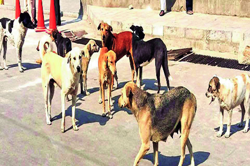 पालिका प्रशासन शहराला ‘स्मार्ट’ करण्यासाठी कागदी घोडे नाचवित असले तरी ज्या गल्ली-बोळात मोकाट कुत्रे धुडगूस घालतात, बालके व महिलांना लक्ष्य करतात पालिका प्रशासन शहराला ‘स्मार्ट’ करण्यासाठी कागदी घोडे नाचवित असले तरी ज्या गल्ली-बोळात मोकाट कुत्रे धुडगूस घालतात, बालके व महिलांना लक्ष्य करतात