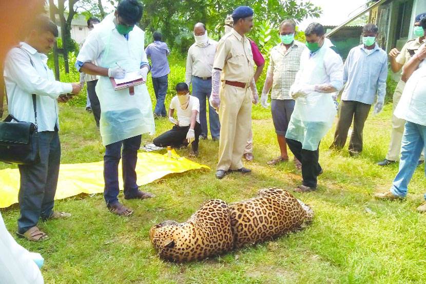 शिकारीच्या फासात अडकून बिबटय़ाचा मृत्यू ; रोह्य़ाजवळील घटना