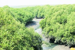 खारफुटीच्या रक्षणासाठी वाहनांना खाडीवर प्रवेश बंदी