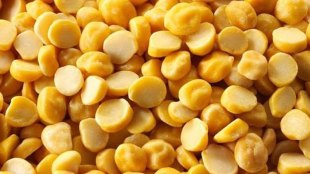 pulses, pulses rate