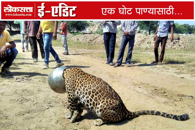 water, pather, Udaipur, head stuck into a vessel, drink water, LSeEdit, Loksatta, Sardulkheda village