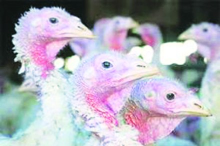 भरपूर प्रथिने असलेली कोंबडय़ांची रोगमुक्त प्रजाती विकसित