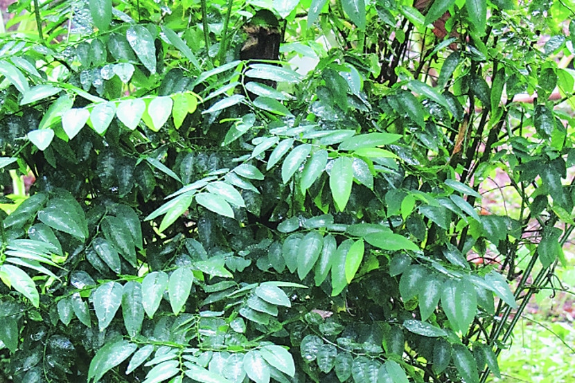 मल्टी व्हिटामिन प्लांट मल्टी व्हिटामिन प्लांट