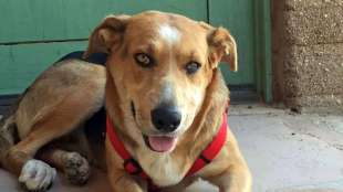 animal welfare board, dog owners, Pet lovers, Mumbai, Loksatta, Loksatta news, marathi, Martahi news