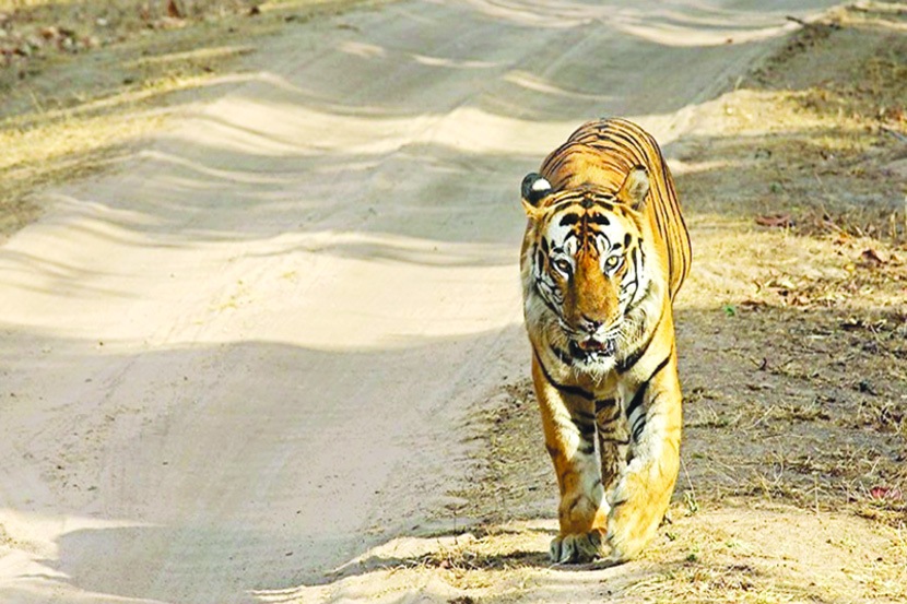 वाघाची सुरक्षितता बिबटय़ाच्या मुळावर