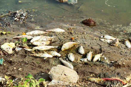 अपुरे पाणी, प्रदूषणामुळे कृष्णेत जलचरांवर संकट