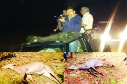चला, नीलगाय मारू या!