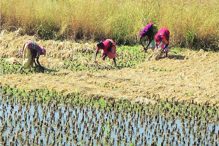 इगतपुरी तालुक्यात ठिकठिकाणी सुरू असलेली भाताची कापणी.