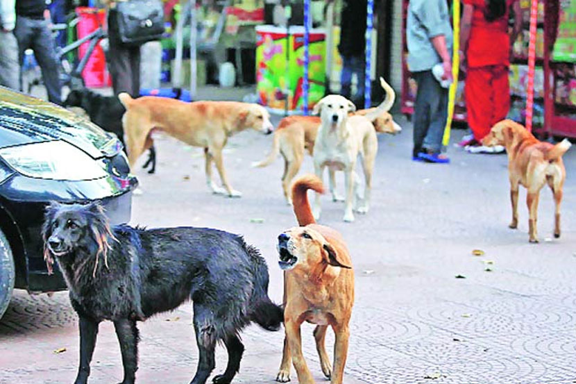 अनेक वर्षांपासून भटक्या कुत्र्यांचे निर्बीजीकरण न केल्याने अशा कुत्र्यांची संख्या वाढली आहे. अनेक वर्षांपासून भटक्या कुत्र्यांचे निर्बीजीकरण न केल्याने अशा कुत्र्यांची संख्या वाढली आहे.