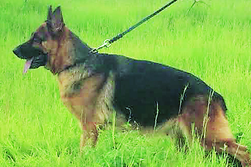 जर्मन शेफर्ड