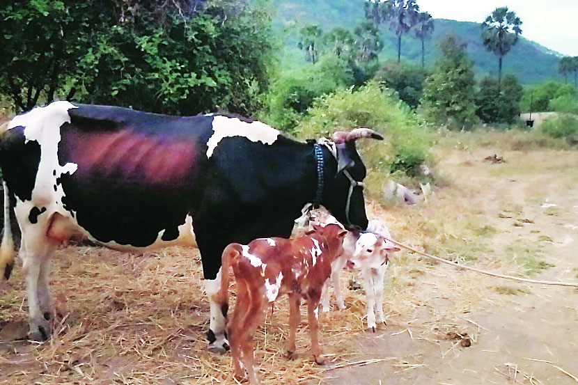 जर्सी गाय जर्सी गाय