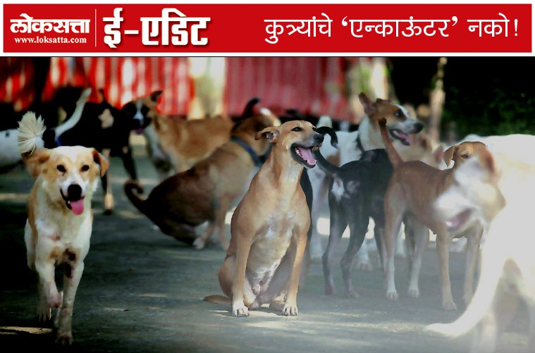 शहरातील वाढत्या कचरासमस्येबरोबरच कुत्र्यांची समस्याही वाढताना दिसते.