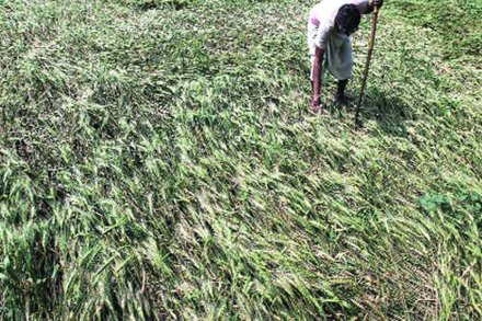 अवकाळी पावसाची भर पडल्याने महागाईचा फटका पुन्हा बसणार.. अवकाळी पावसाची भर पडल्याने महागाईचा फटका पुन्हा बसणार..
