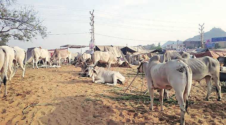 Pushkar, cattle fair , cow sales, VHP, beef, Loksatta, Loksatta news, Marathi, Marathi news Pushkar, cattle fair , cow sales, VHP, beef, Loksatta, Loksatta news, Marathi, Marathi news