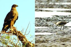 देशातील आठ पक्षी प्रजाती धोक्यात